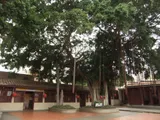 前庭